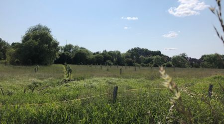 Mehrere Obstbäume stehen hinter einem Zaun auf einer Wiese mit hoch gewachsenem Gras.