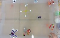 In einem Wasserbecken befinden sich selbstgebastelte, bunte Wasserläufer