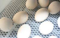 Das erste Küken pickt die Schale auf