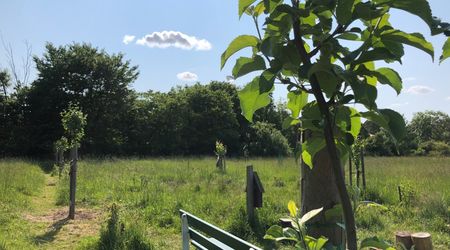 Auf der Wiese steht zwischen jungen Obstbäumen und hoch gewachsenem Gras eine Bank.