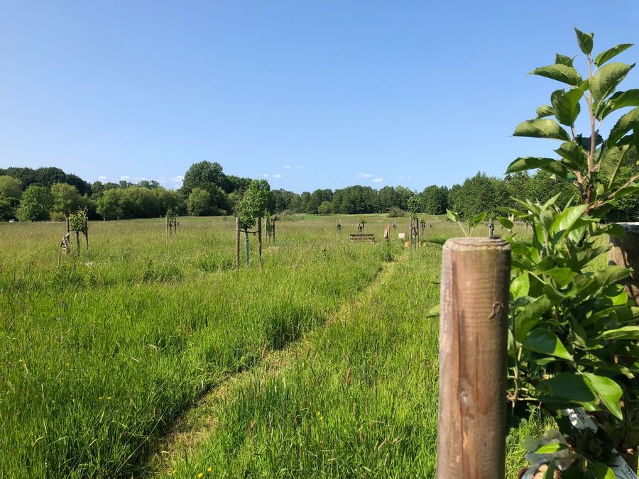 Ein weiter Blick über eine grüne Streuobstwiese mit jungen Bäumen, die sich in einer ländlichen, von Wäldern umgebenen Umgebung erstreckt, unter einem klaren, blauen Himmel.
